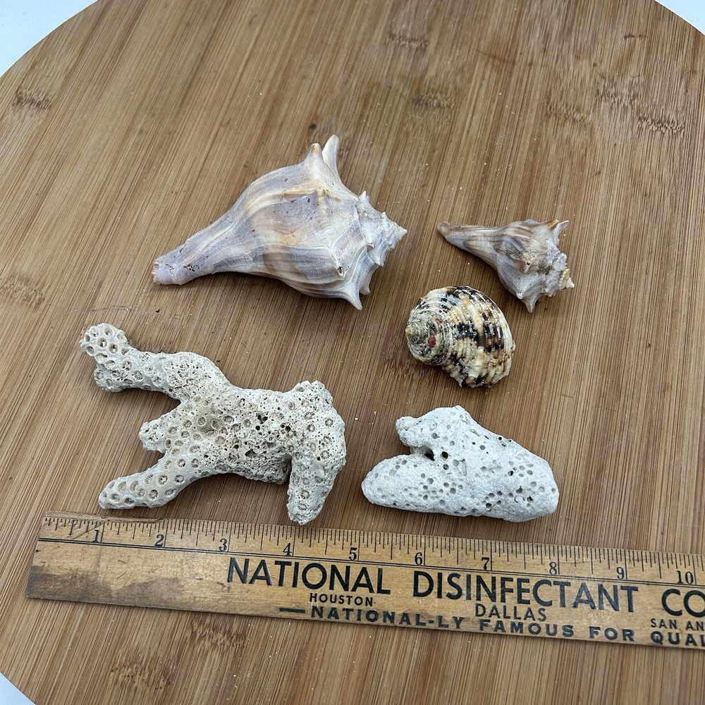 Turbo  Argyrostommus,‎ Coral and Whelk Shells Nautical Decor Aquarium Specimens - Picture 2 of 4